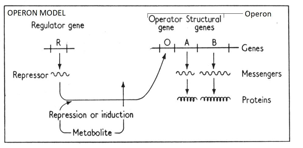 Milestones in the history of mRNA (vaccines) - Part 2